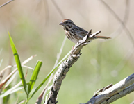 Song Sparrow